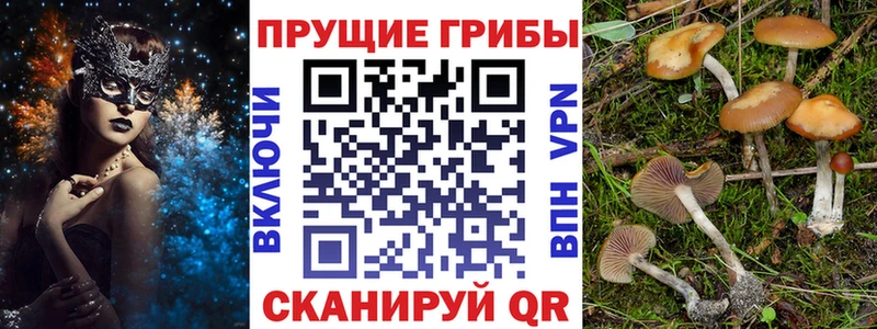 Псилоцибиновые грибы Psilocybe  Змеиногорск 